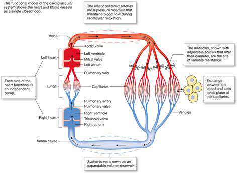 Exploring the Impact of Blood Flow Changes and Blood Pressure Fluctuations on Health