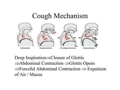 TheMechanismBehindCoughing