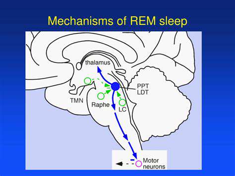 TheBiologicalMechanisms:WhySleepMatters